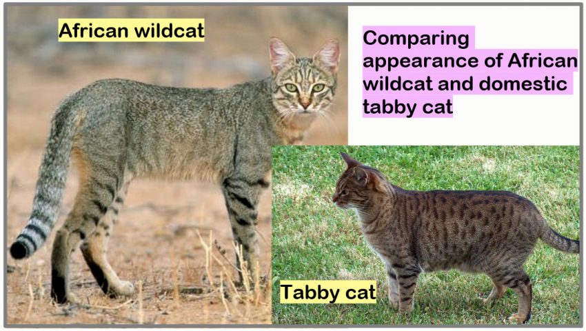 猫は外に出すな 海外の掲示板で野鳥派と猫派が激突