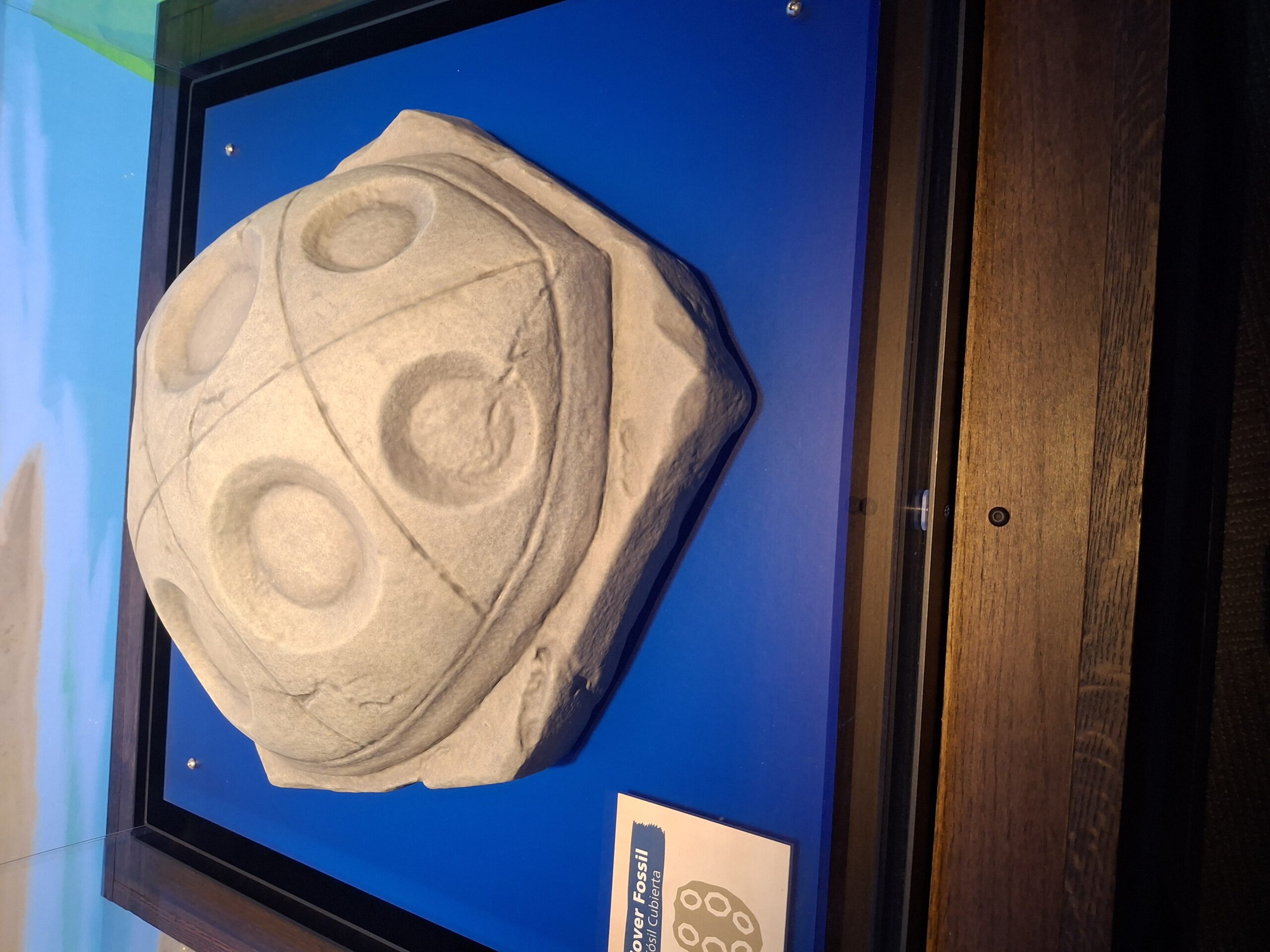 【海外の反応】ポケモン化石展に行った海外ファン、館内の様子を写真で紹介