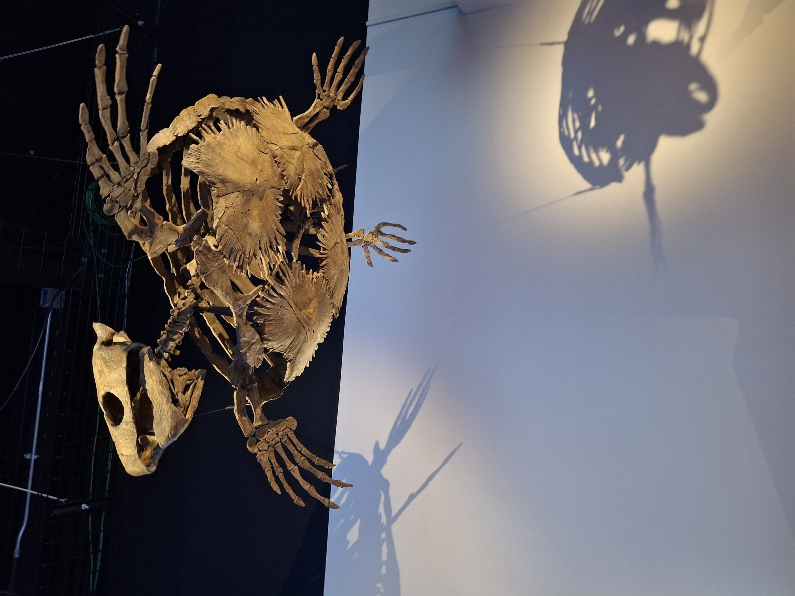 【海外の反応】ポケモン化石展に行った海外ファン、館内の様子を写真で紹介