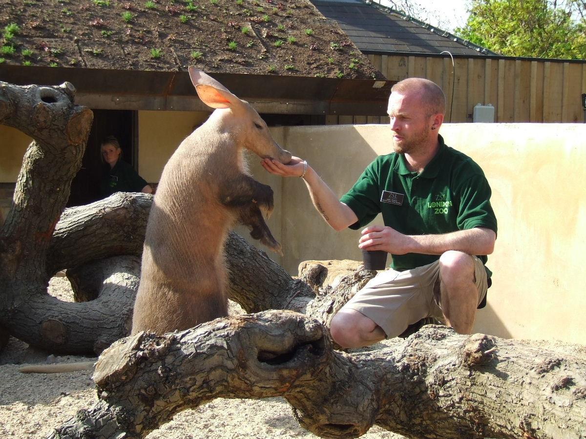 「オカピはロバサイズだと思ってた」実物はもっと大きかった動物、海外で話題