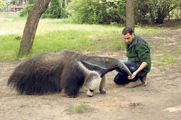 「オカピはロバサイズだと思ってた」実物はもっと大きかった動物、海外で話題