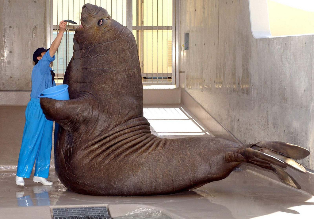 「オカピはロバサイズだと思ってた」実物はもっと大きかった動物、海外で話題