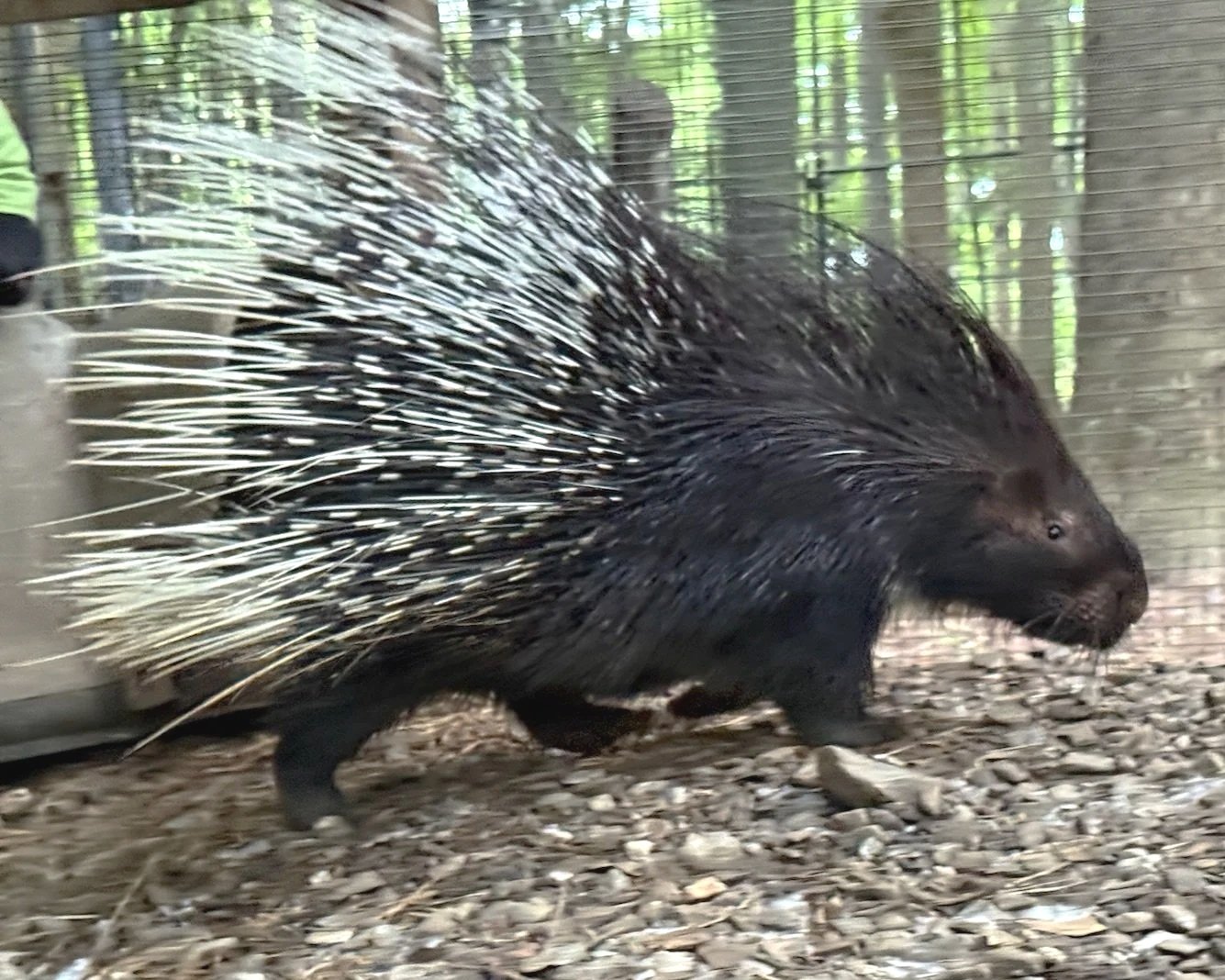 「オカピはロバサイズだと思ってた」実物はもっと大きかった動物、海外で話題