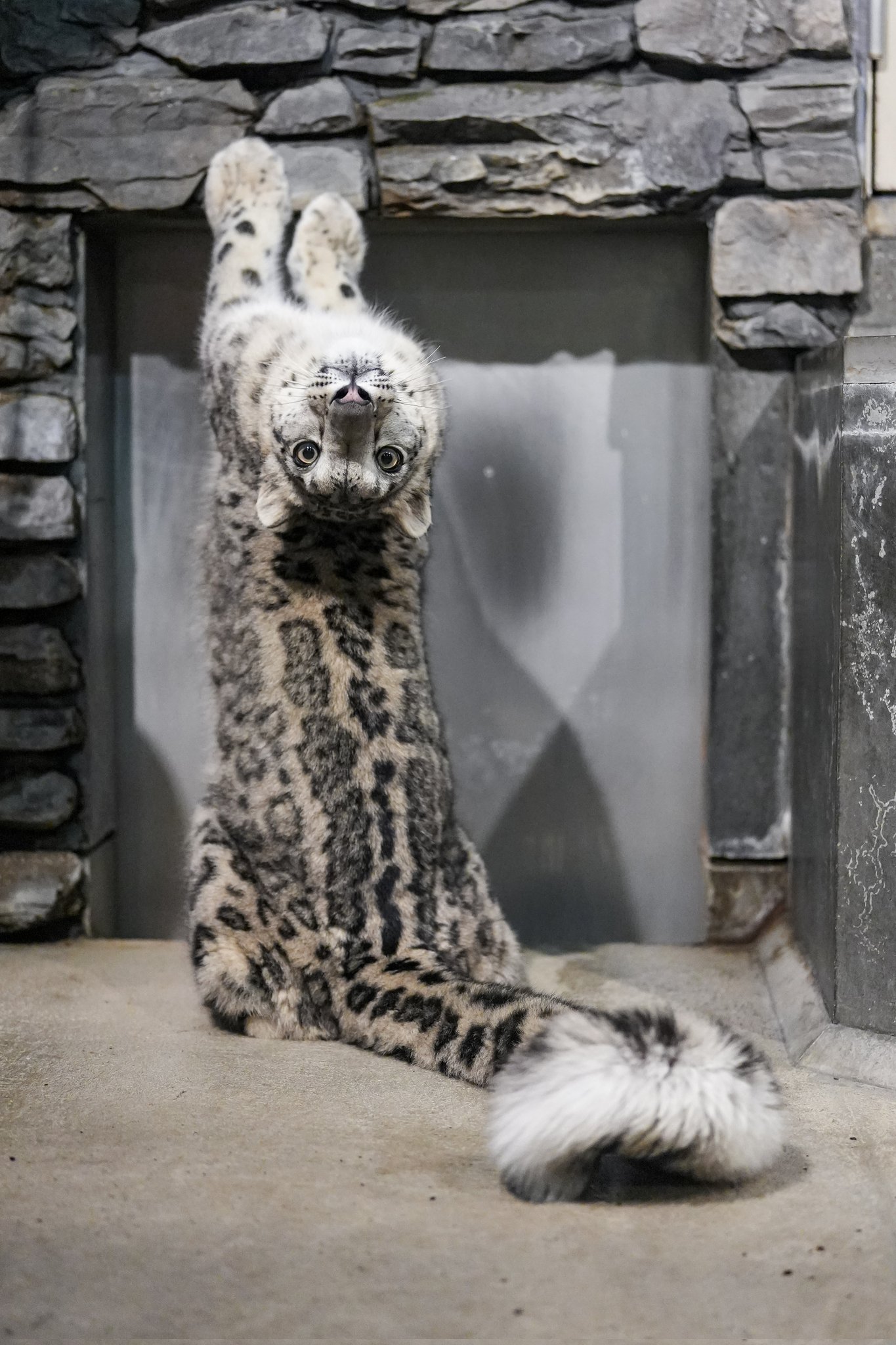 「オカピはロバサイズだと思ってた」実物はもっと大きかった動物、海外で話題
