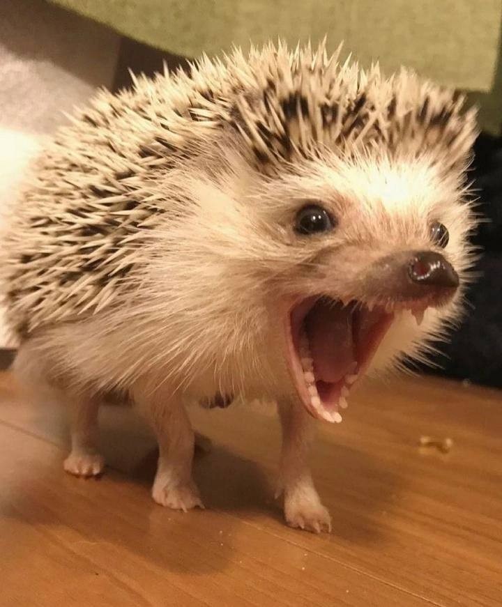 【海外の反応】”動物の動画集めてくれ” 4chanスレに次々リクエストが届く